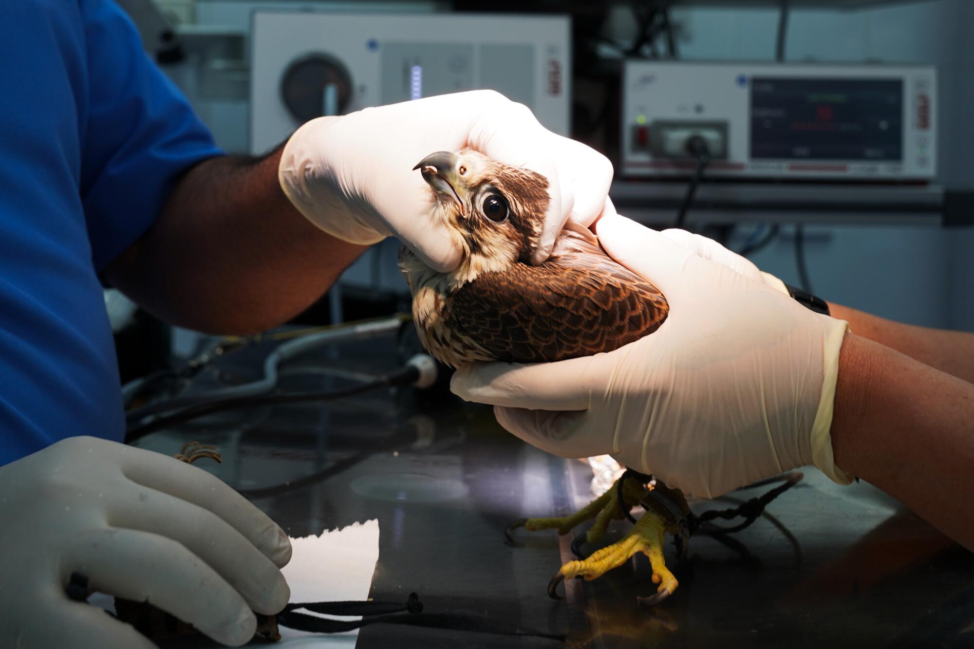 Raptor Health Mastery: Cutting-Edge Clinical Approaches in Falcon Medicine